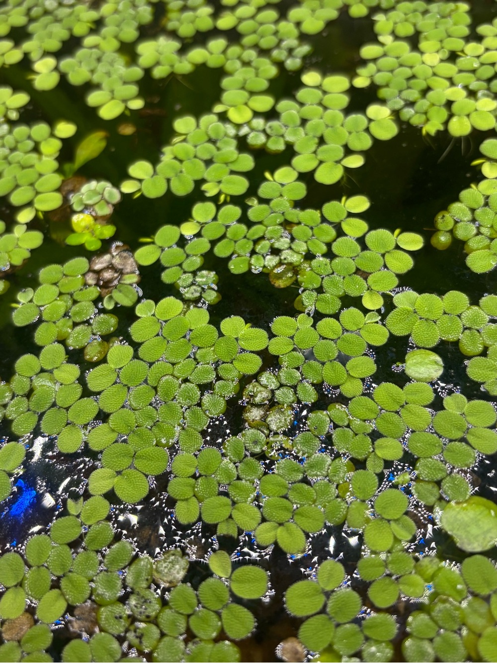 Salvinia Minima